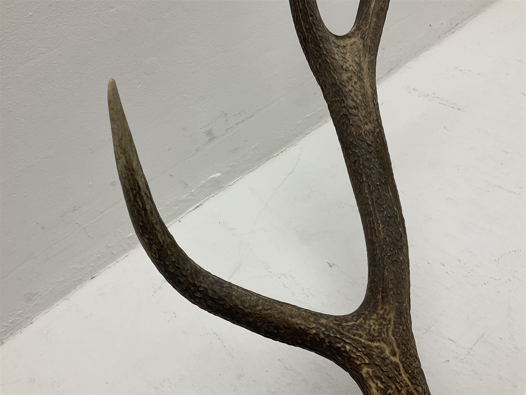 Antlers/Horns: European Royal Red Deer Antlers (Cervus elaphus hippalaphus), twelve point antlers, mounted upon a carved and pierced shield H120cm D64cm