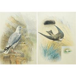 George James Rankin (British 1864-1937): House Martin and Herring Gull, two watercolours s...