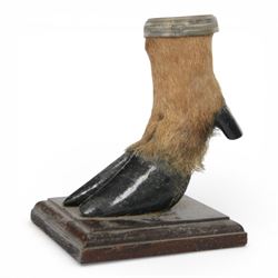 Taxidermy; Red Deer hoof inkwell, upon a wooden base, H17cm