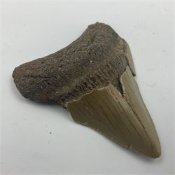 Megalodon (Otodus megalodon) tooth fossil, age; Miocene period, H6cm, W6cm