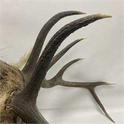Taxidermy: Red Deer (Cervus elaphus), adult male imperial stag shoulder mount looking straight ahead, ten point antlers, mounted upon a shaped wooden shield, D65cm