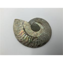 Two pairs of sliced ammonite fossils with polished finish, age: Cretaceous period, location: Madagascar, largest D7cm