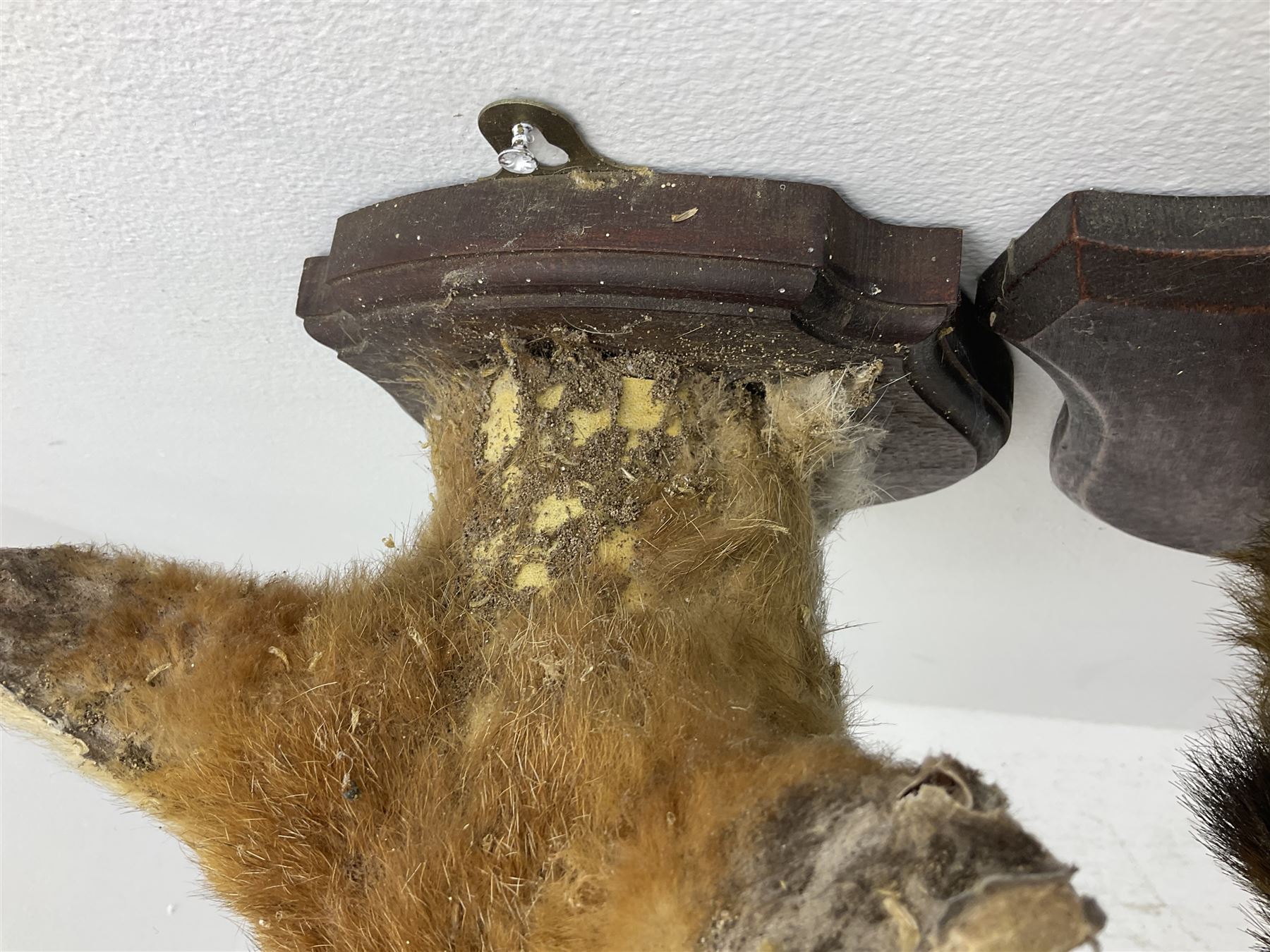 Taxidermy: Red fox masks (vulpes vulpes), the first example an unusual dark coloured adult head looking straight ahead, the second mount turning to the right with mouth agape bearing teeth, both on wooden shields 