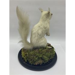 Taxidermy: Victorian albino Squirrel (Sciurus vulgaris), full mount adult, holding a hazelnut, upon naturalistic ground, enclosed beneath later glass dome with ebonised base, H32cm