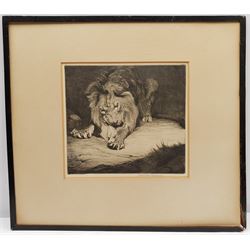 Warwick Reynolds (British 1880-1926): Study of a Lion, etching signed in pencil 23cm x 25cm