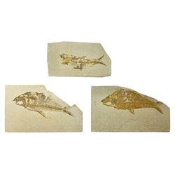 Three fossilised fish (Knightia alta) each in an individual matrix, age; Eocene period, location; Green River Formation, Wyoming, USA, largest matrix H9cm, L15cm