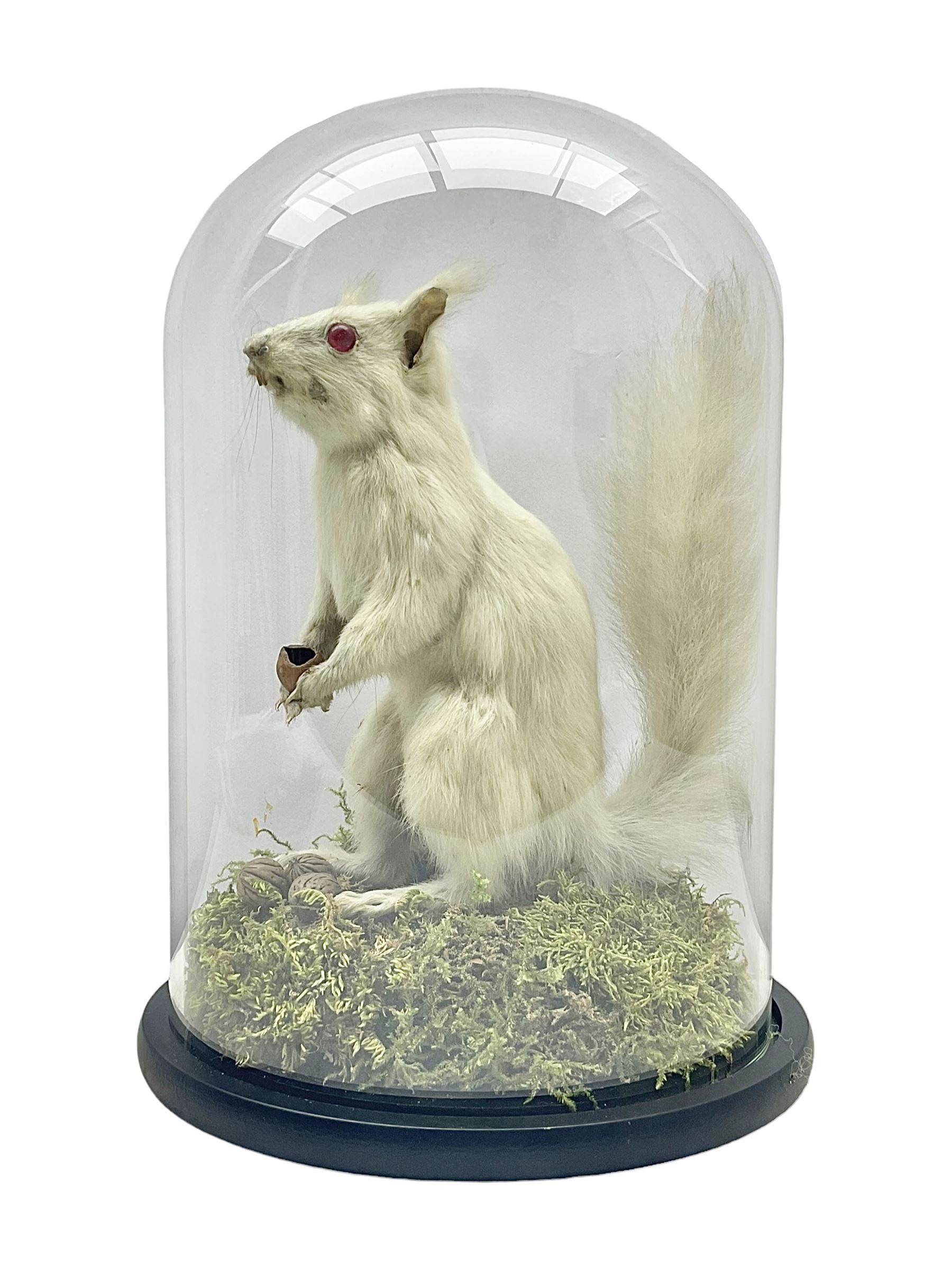 Taxidermy: Victorian albino Squirrel (Sciurus vulgaris), full mount adult, holding a hazelnut, upon naturalistic ground, enclosed beneath later glass dome with ebonised base, H32cm