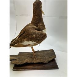 Taxidermy; Oystercatcher (Haematopus ostralegus), stoop upon driftwood upon a stepped wooden base, H35cm 