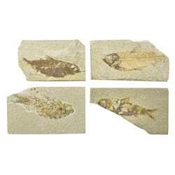 Four fossilised fish (Knightia alta) each in an individual matrix, age; Eocene period, location; Green River Formation, Wyoming, USA, largest matrix H8cm, L12cm