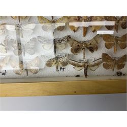 Entomology: Glazed entomology collector's drawer display of African and Asian butterflies and moths, a colourful display of one hundred and twenty six assorted specimens, collected from various regions of Africa and Asia, each with attached data labels, H50cm, W40cm