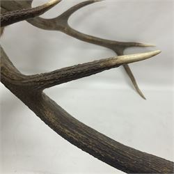 Taxidermy: Red Deer (Cervus elaphus), adult male imperial stag shoulder mount looking straight ahead, ten point antlers, mounted upon a shaped wooden shield, D65cm