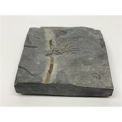 Two Crinoid slabs, age; Mississippian period, location; Gilmore City Formation, Iowa, largest slab H9cm, L10cm