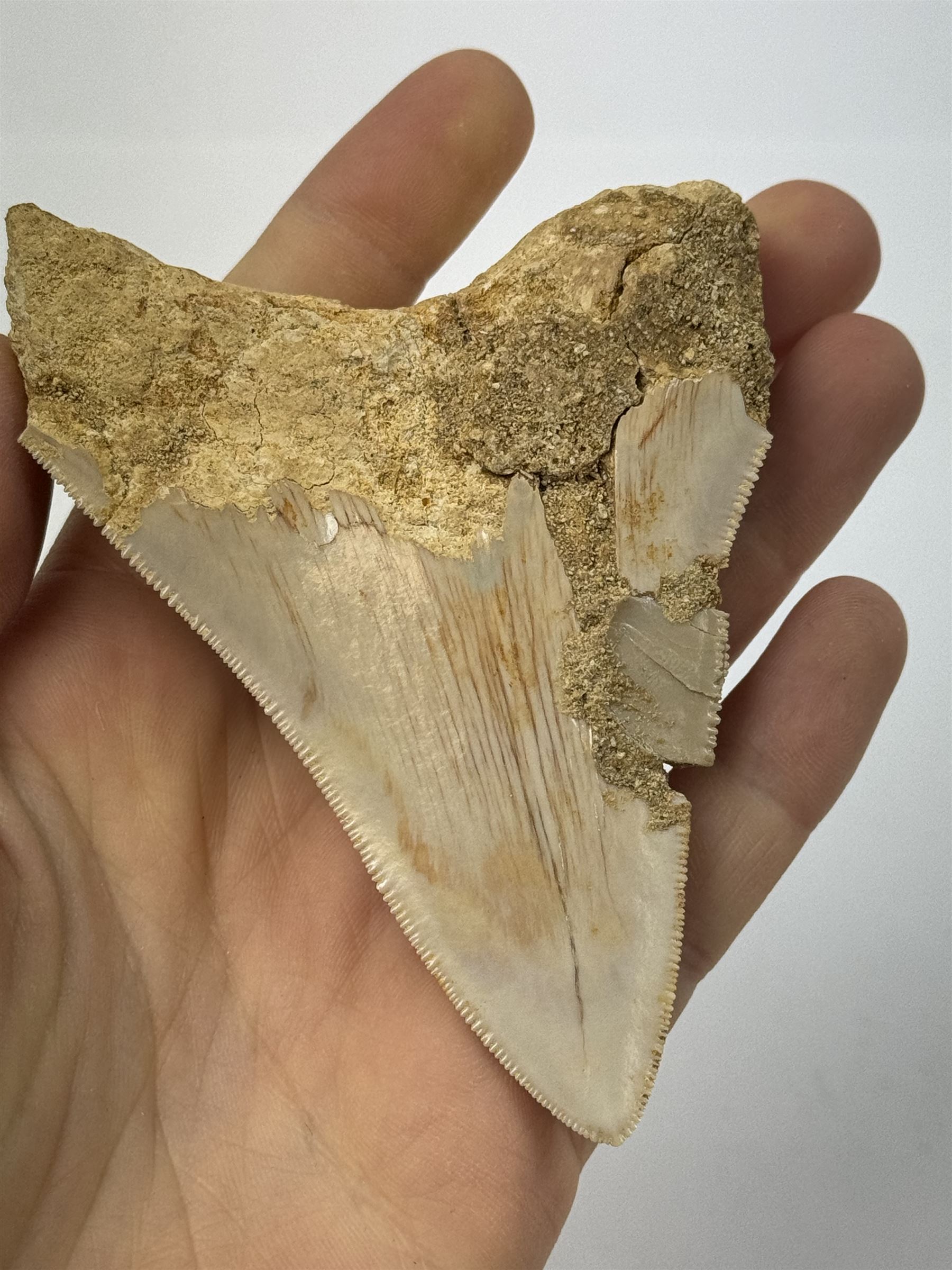 Megalodon (Otodus Megalodon) tooth fossil, with fine serrations, age; Miocene period location; Java, Indonisia, H9cm, W7cm 
Notes; Believed to have grown as large as 18 metres, the Megalodon was the largest shark and one of the most dominant marine predators ever to have existed. It roamed the ancient seas for around 20 million years until their extinction around 3.6 million years ago. Megalodon teeth vary in colour and ton. influenced and coloured over the millennia by the conditions in which they are preserved