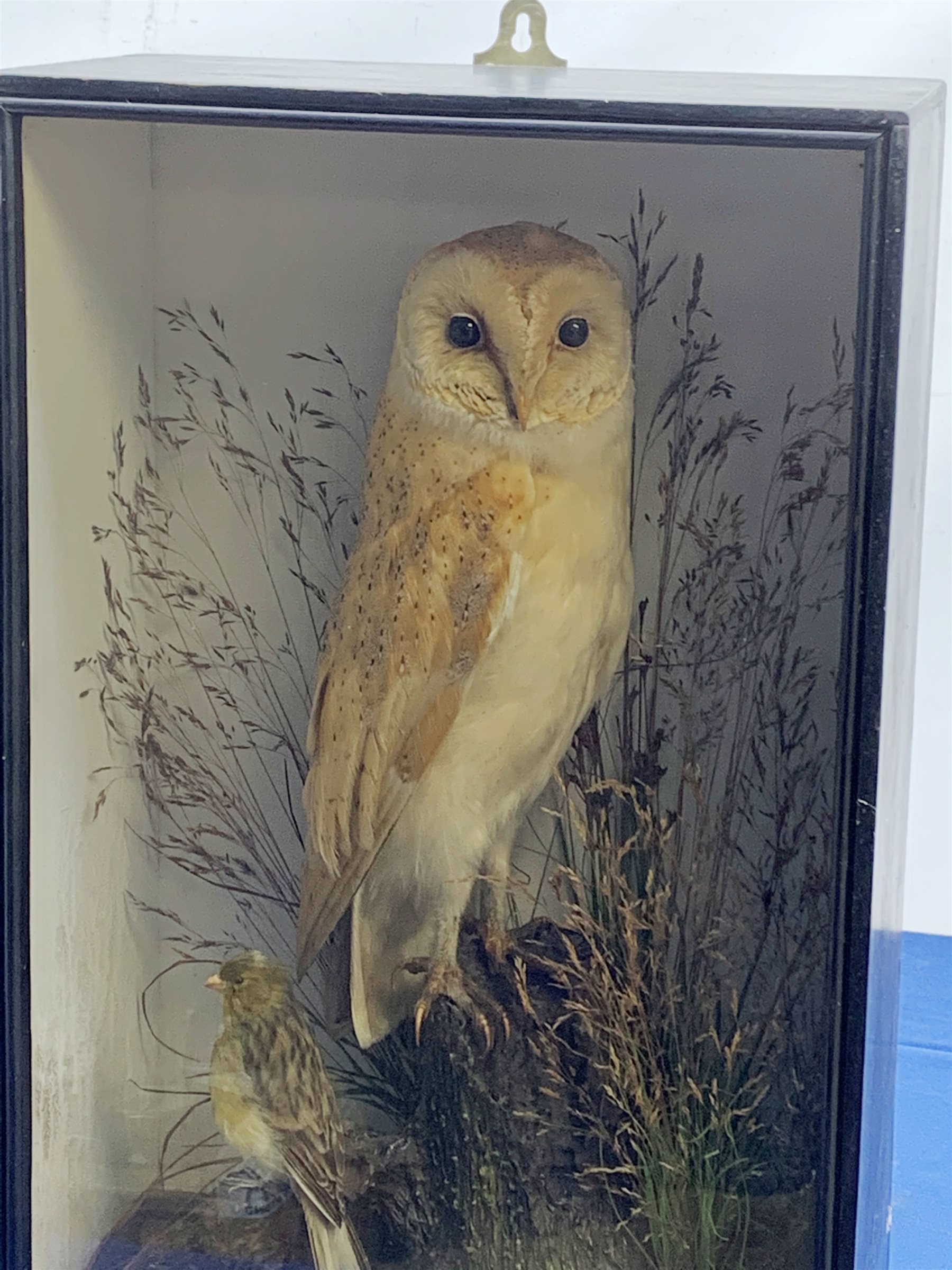 Taxidermy: Early 20th century cased Barn Owl (Tito alba), and finch, in naturalistic setting, perched upon a tree stump, and detailed with long grasses, set against a painted light blue backdrop, encased within an ebonised single pane display case, with taxidermist paper label verso detailed E Allen & Co No 20 Stonegate York, and manuscript label ‘Owl killed by express train York Station 1907, was mounted for signalman W H Kilham’, H49.5cm L32.5cm D17.5cm