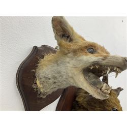 Taxidermy: Red fox masks (vulpes vulpes), the first example an unusual dark coloured adult head looking straight ahead, the second mount turning to the right with mouth agape bearing teeth, both on wooden shields 