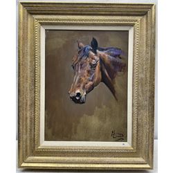 Malcolm Coward (British 1948-): Horse's Head Study, oil on canvas signed 39cm x 29cm
