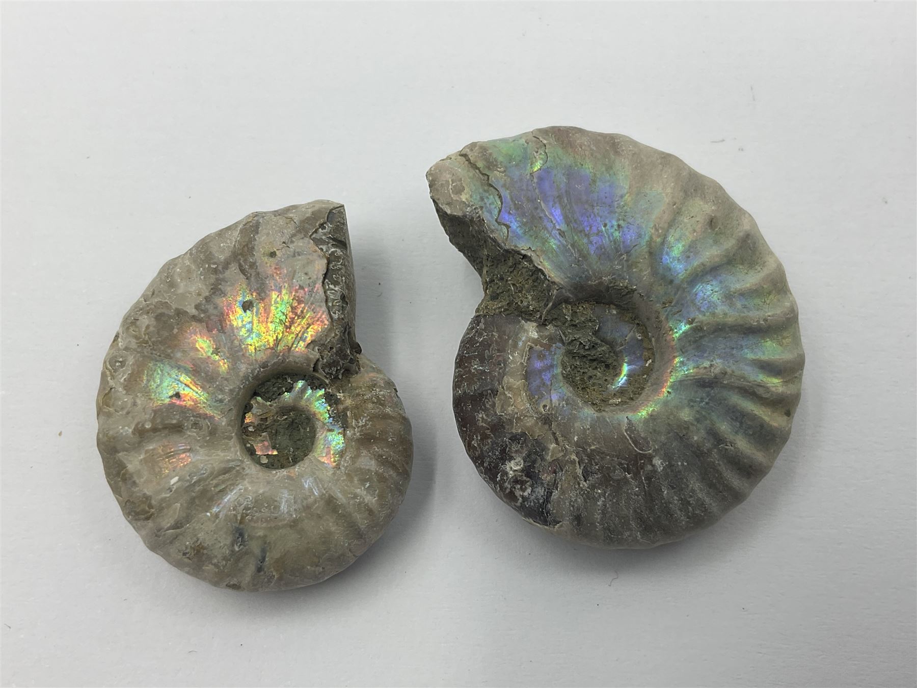 Ten ammonite fossils with nacreous aragonite shells, age; Cretaceous period, location: Madagascar, largest 3cm