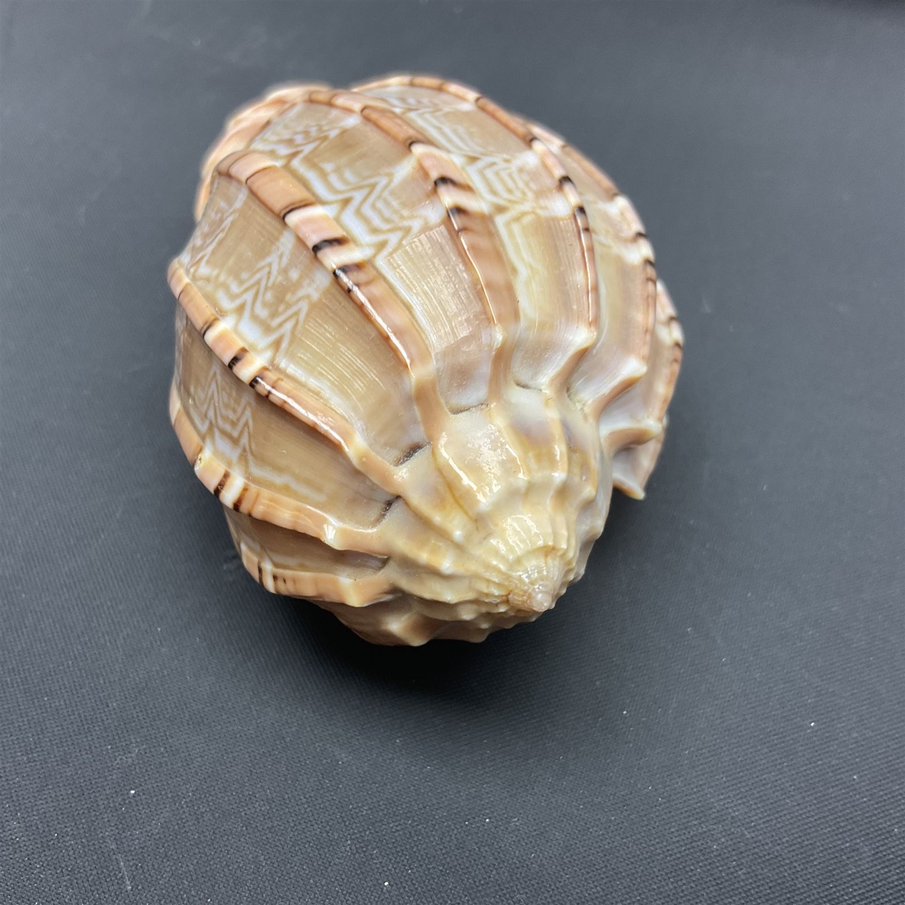 Conchology: selection of shells, including gold pearl oyster shell, mother of pearl turbo marmaratus shell, Cypraecassis Rufa red helmet shell, Mitre shell, Paua shell and others, largest D19cm