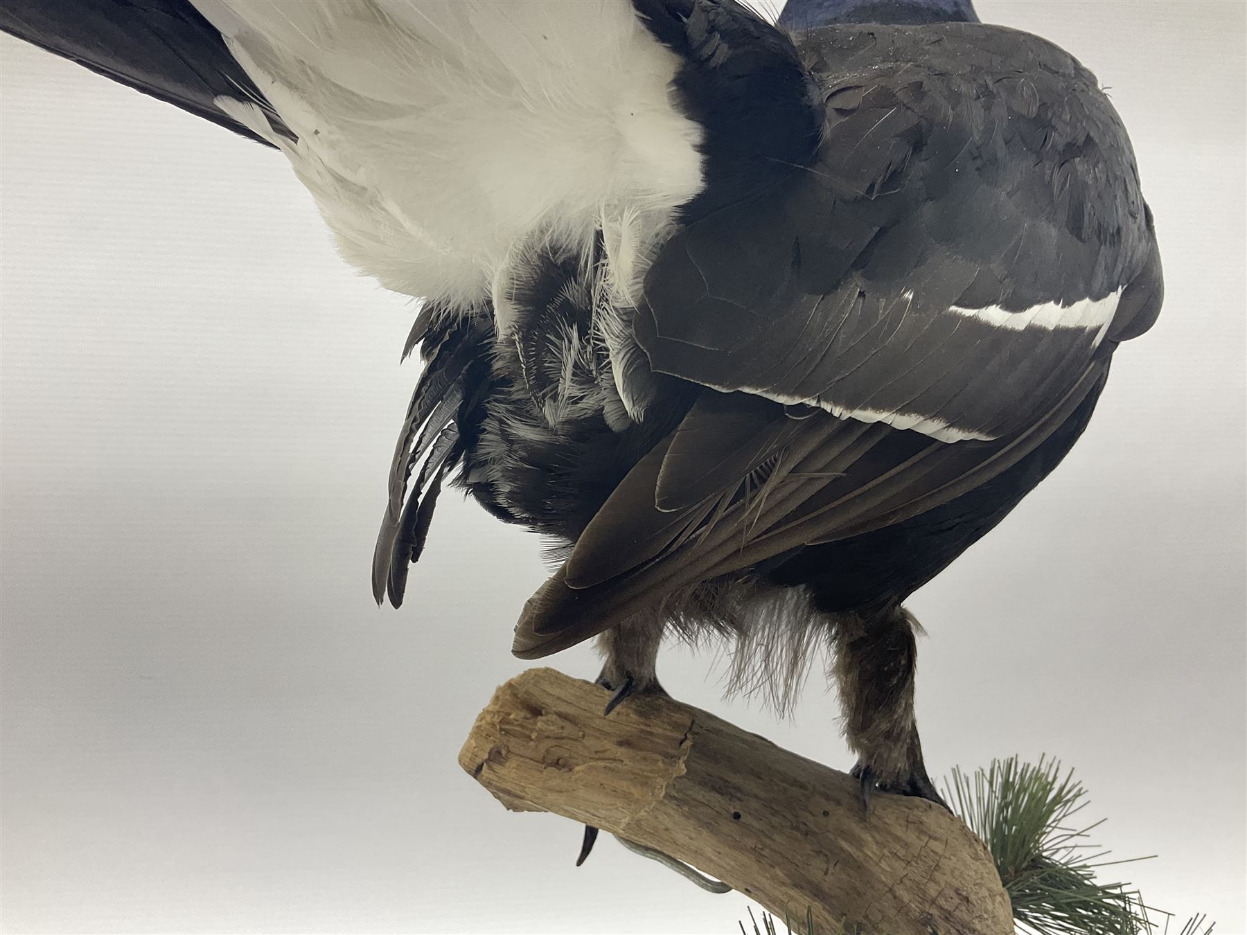 Taxidermy: Black Grouse (Lyrurus tetrix), full mount adult cockbird, open display perched upon a branch, H48cm