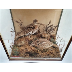 Taxidermy: Victorian cased family of Willow Ptarmigan (Lagopus lagopus) hen, cock, and four young, in naturalistic setting with naturalistic groundwork, detailed with grasses and other fauna, encased within a walnut three pane display case, H56.5cm L57.5cm D32cm 
