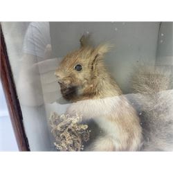 Taxidermy: Cased Red Squirrel (Sciurus vulgaris), mounted upon naturalistic ground works, set against a white backdrop, encased within a single panel display case, H28cm