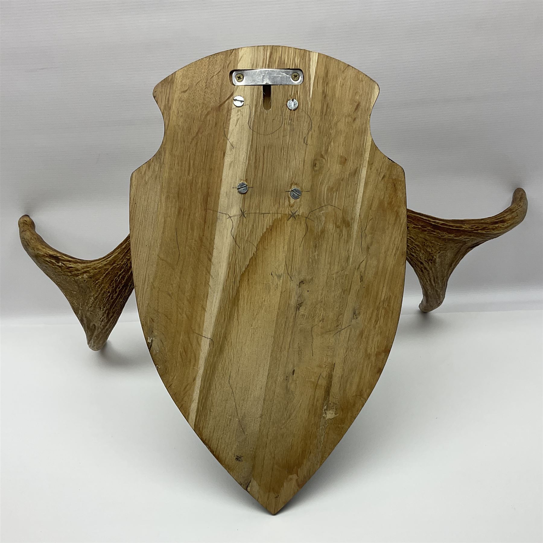 Antlers/Horns: Pair of European Moose (Alces alces) horns with upper skull, mounter upon a wooden shield, H45cm