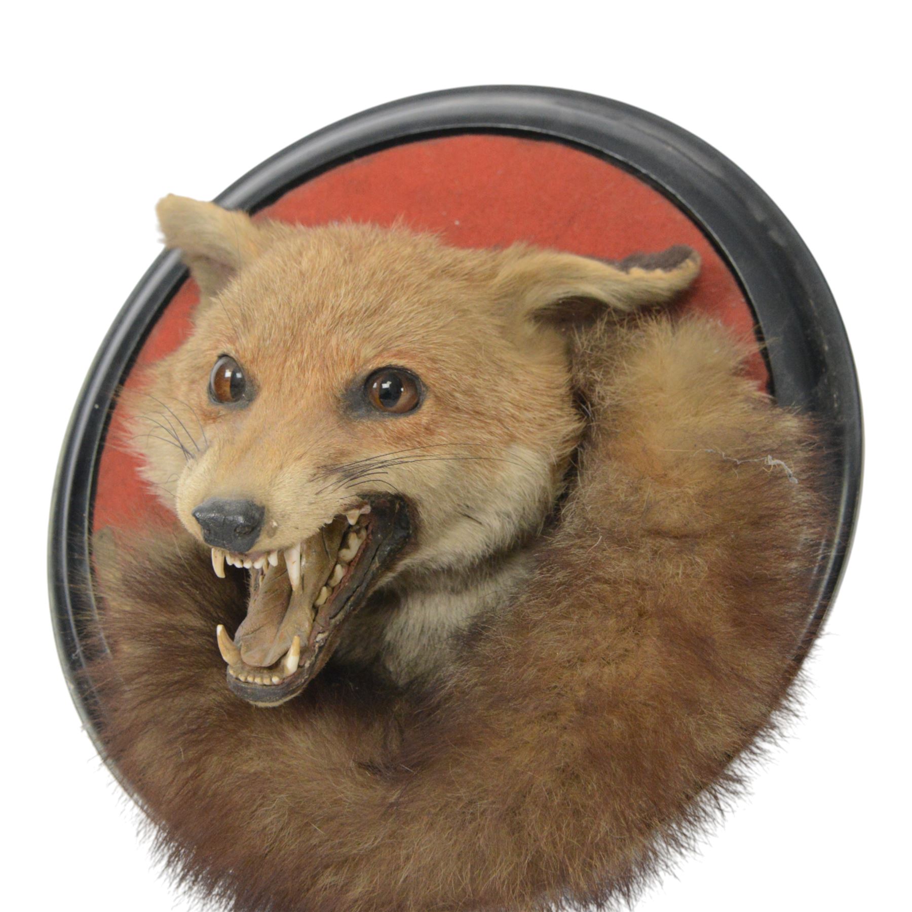 Rowland Ward (British Taxidermist 1848-1912); European Red Fox Mask (Vulpes vulpes), adult fox mask, mouth agape, with brush wrapped around a circular ebonised wall mount, with brass makers plaque 'R.Ward & Co naturalists 155 Piccadilly London - RTV