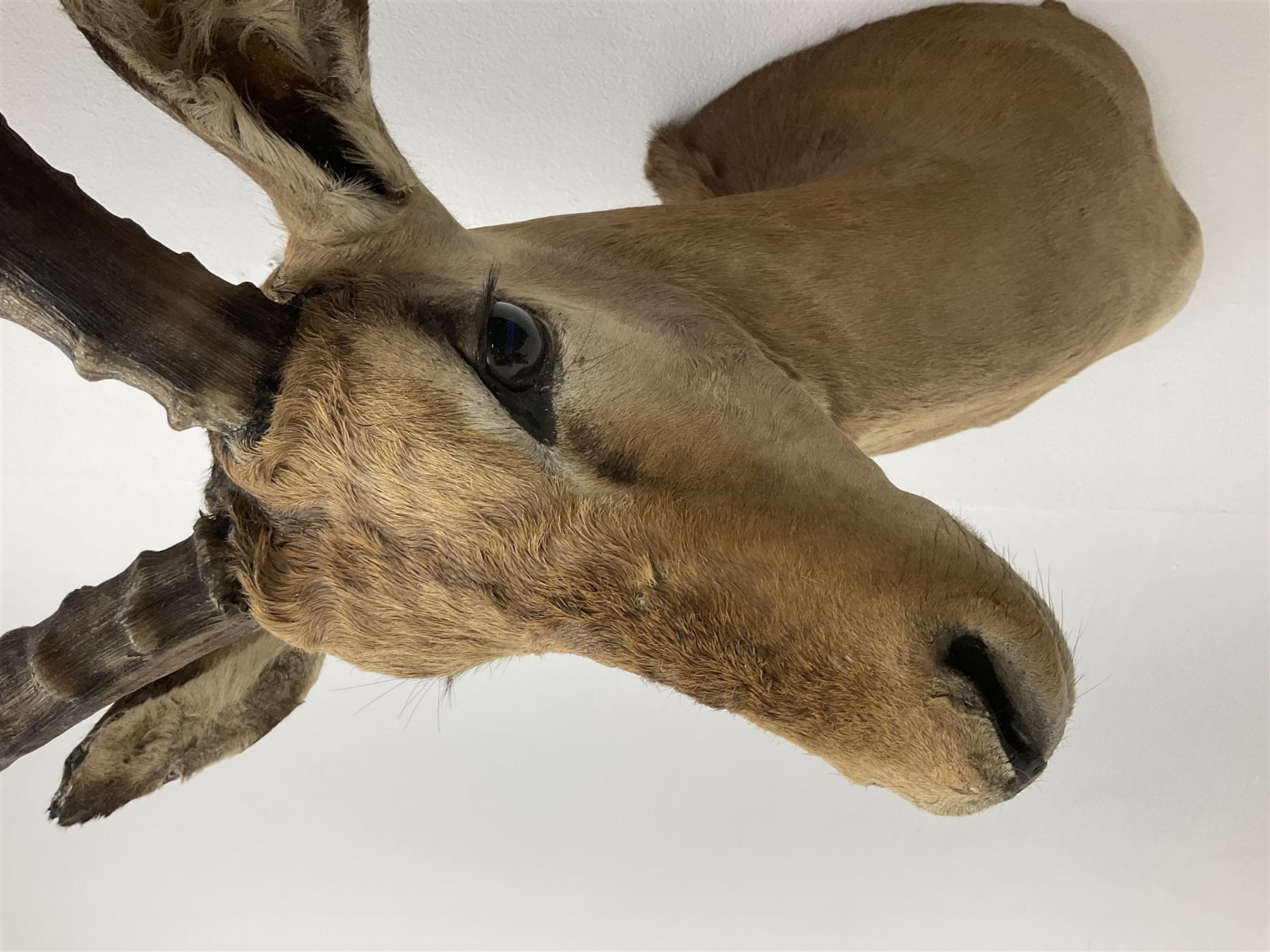 Taxidermy: Common Impala (Aepyceros melampus), adult male shoulder mount looking straight ahead, approximately H90cm