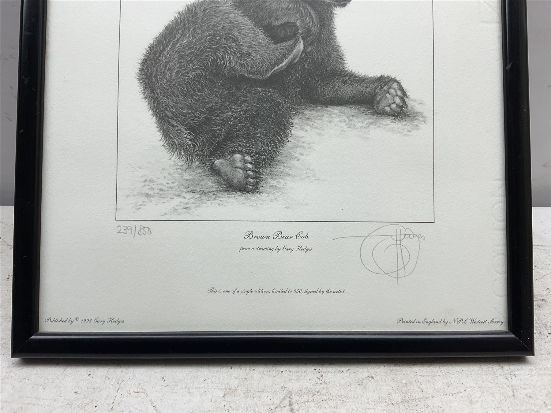 Gary Hodges (British 1954-): 'Brown Bear Cub', limited edition monochrome print signed and numbered 239/850 in pencil 26cm x 23cm