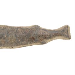 Fossilised fish specimen, Lepidotus Sp (Amazonian River Pike), age; Jarassic Period, location; Brazil, L83cm, H18cm 