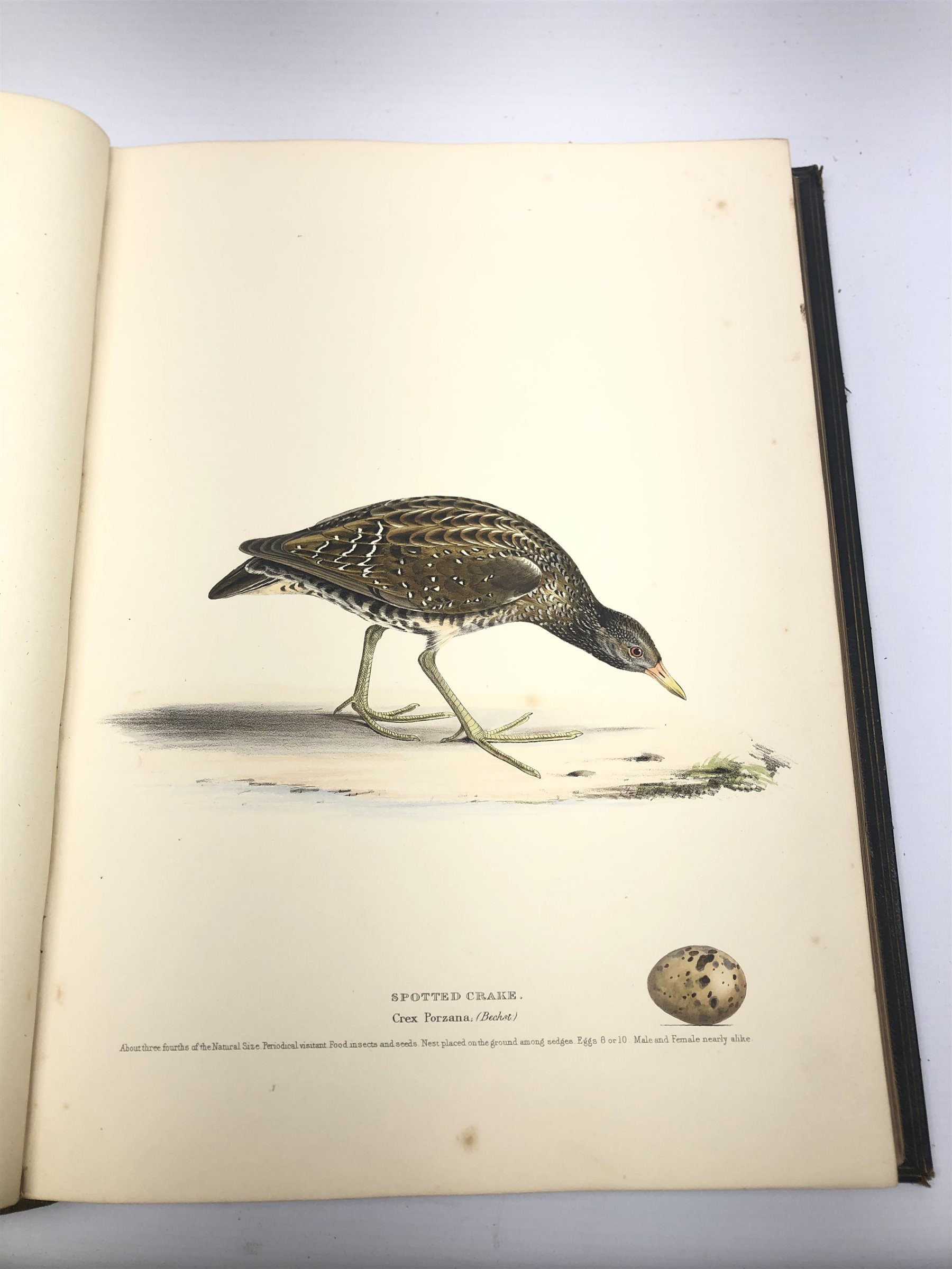  Meyer Henry Leonard:  Illustrations of British Birds. Part Two - Water Birds with one hundred and forty coloured plates with tissue guards, seventy-five with eggs and three with eggs only, gilt tooled full leather binding with gilt panelled spine and hand painted title page.  