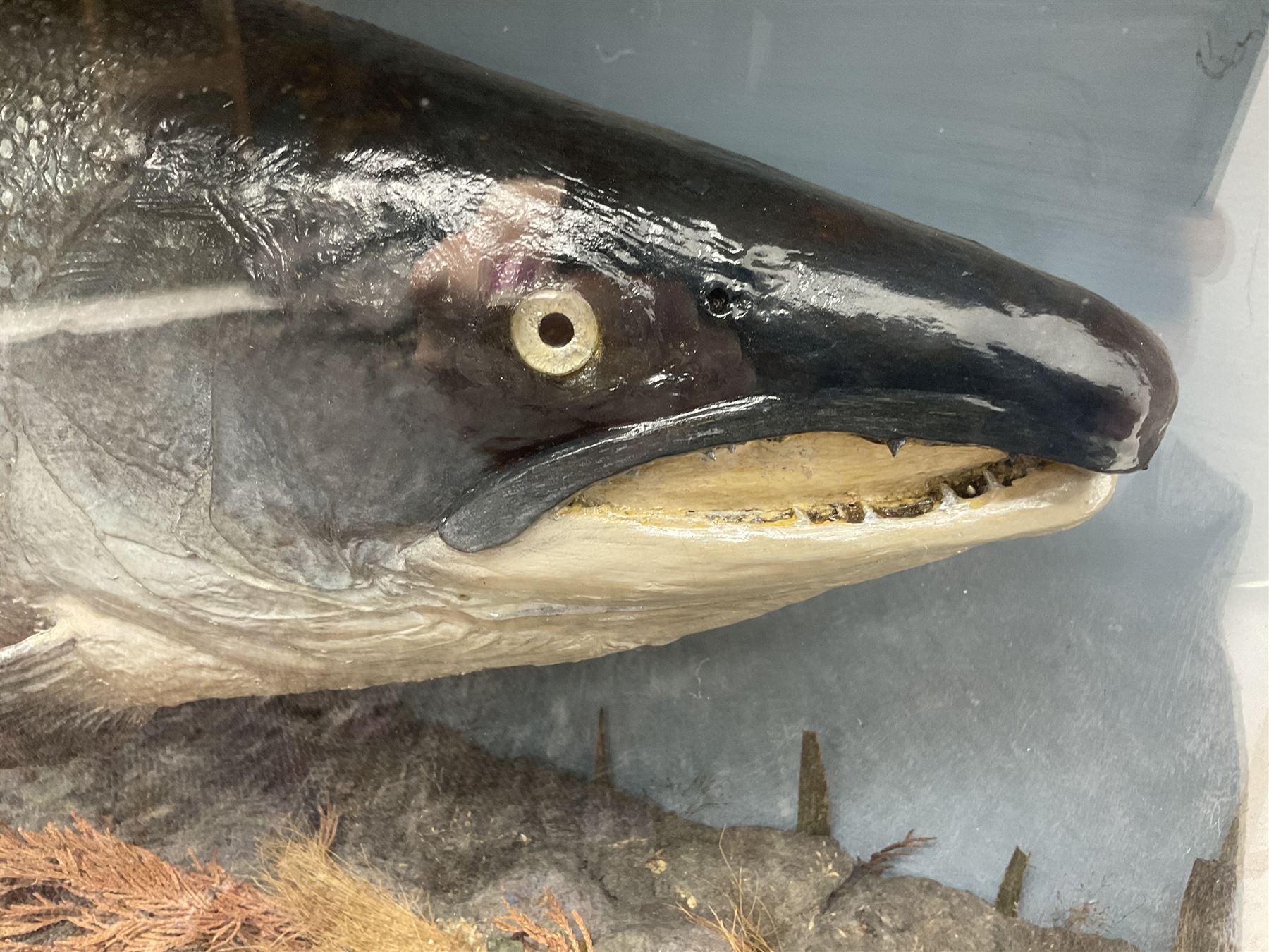 Taxidermy: Large Scottish Salmon (Salmo salar), circa 1885, set above a pebbled river bed with reeds and ferns, against blue painted back drop, enclosed within an ebonised bow-front display case, with paper label verso 'Cased by P.D Malloch, Male salmon 52lbs from the Tay June 1907 first return from the sea, in page 123 Book Life History & Habits of the Salmon Sea Trout & Other Freshwater Fish by P D Malloch 1912, Researched by Fred Buller', L140cm H49cm D33cm
