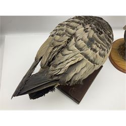 Taxidermy; Barnacle goose (Branta leucopsis), full adult mount, upon a rectangular base, together with Mallard (Anas platyrhynchos), full mount drake, upon an oval base, goose H28cm