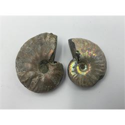 Ten ammonite fossils with nacreous aragonite shells, age; Cretaceous period, location: Madagascar, largest 3cm
