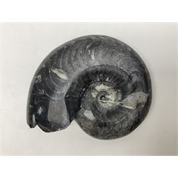 Polished Goniatite; Devonian period, H15cm, L18cm
