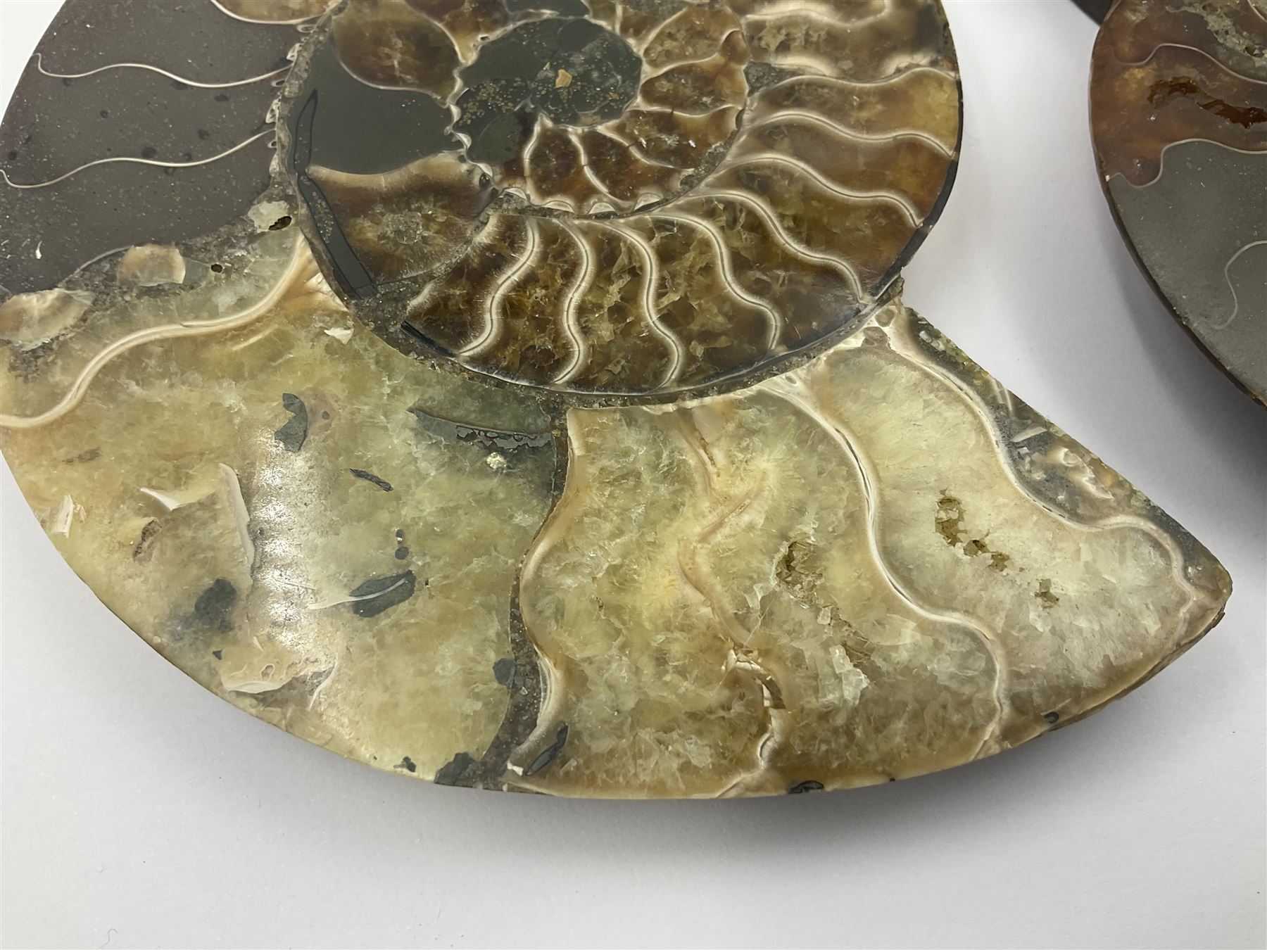 Two ammonite fossil slices, with polished finish, age: Cretaceous period, location: Madagascar, D12cm