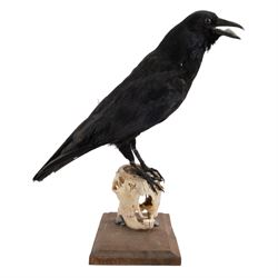 Taxidermy; Carrion Crow (Corvus corone), full adult mount perched upon a sheep skull upon a rectangular base, H39cm