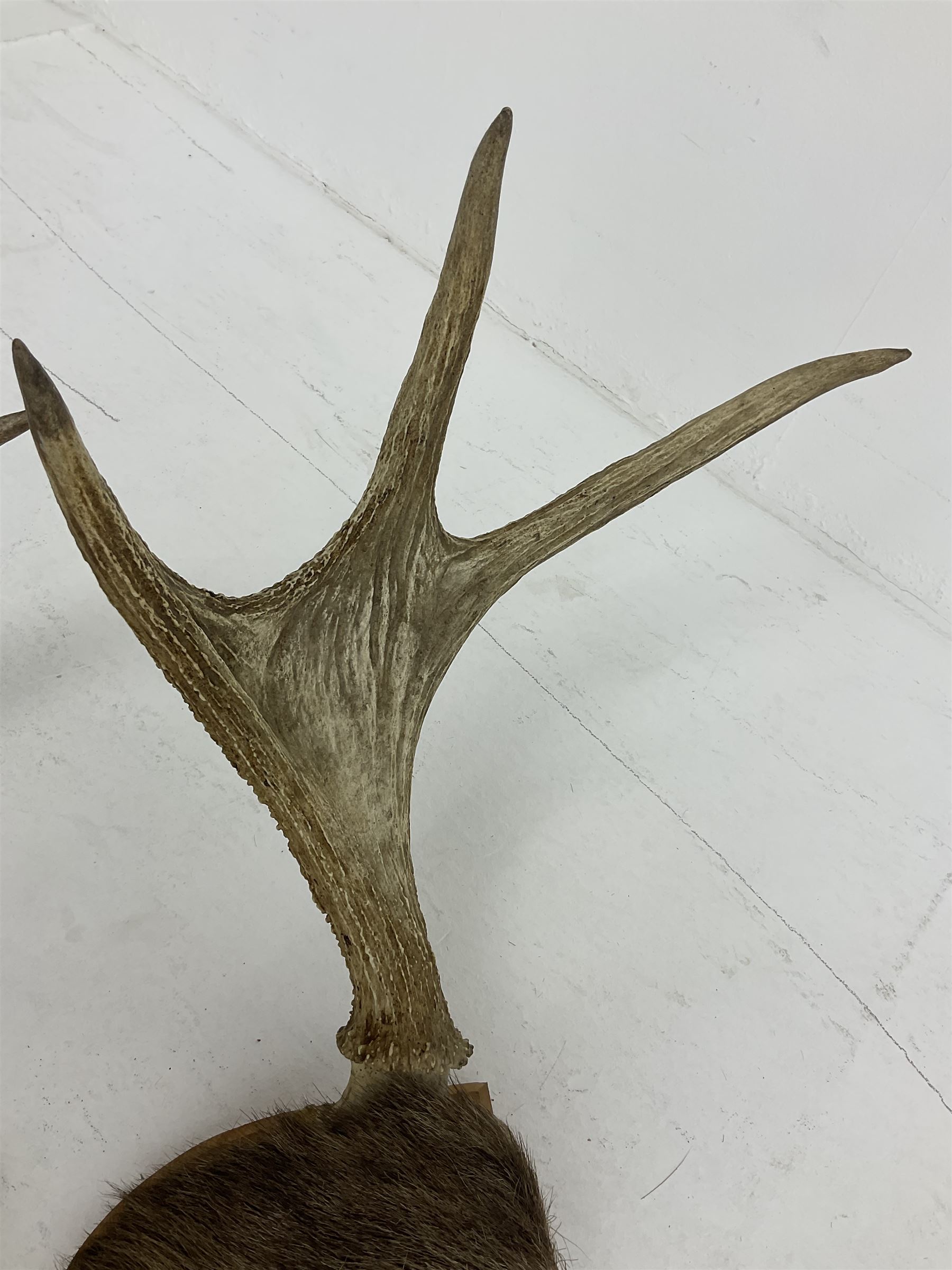 Antlers/horns: European Moose (Alces alces), two pairs of antlers on part upper skulls, one with fur covered frontlet, largest W85cm