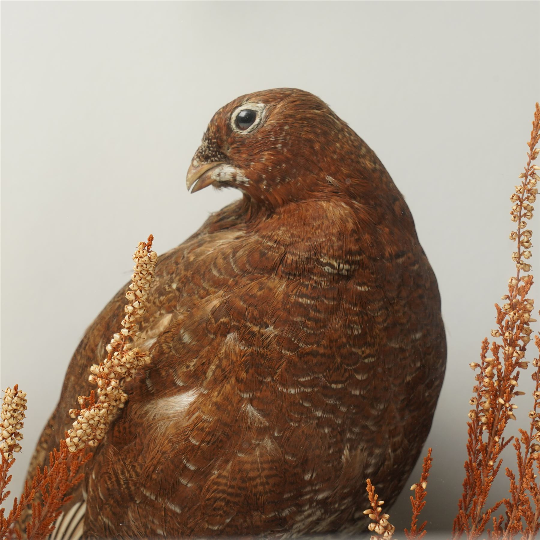Taxidermy; cased bird diorama, comprising Red Grouse (Lagopus Lagopus Scotica), Northern Lapwing (Vanellus Vanellus) and a White Throated Dipper (Cinclus Cinclus), enclosed within display case, H50cm x W59cm