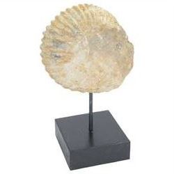 Pair of ammonite fossil, mounted upon a rectangular wooden base, age; Cretaceous period, location; Morocco, H32cm