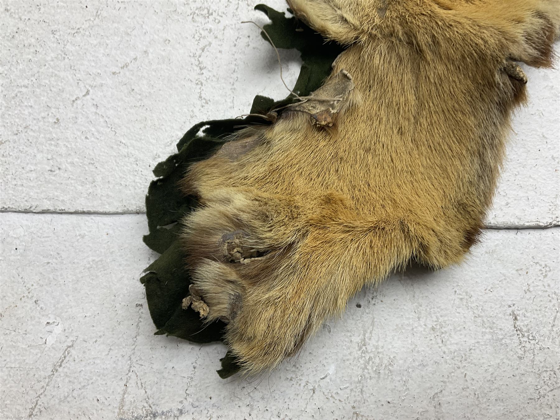 Skins/Hides: Victorian Tiger skin rug (tigris tigris), with green backing with scalloped edges,  L188cm  