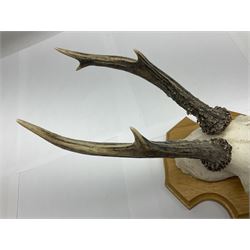 Antlers/Horns: Roe Deer (Capreolus capreolus) six pairs of roe deer antlers mounted upon oak shields, largest H20cm W13cm