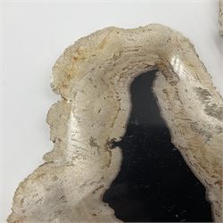 Pair of polished petrified wood slices, sliced in cross-section and polished to both sides, some growth rings still visible and a blackened centre, texture to edges, H17cm, L28cm