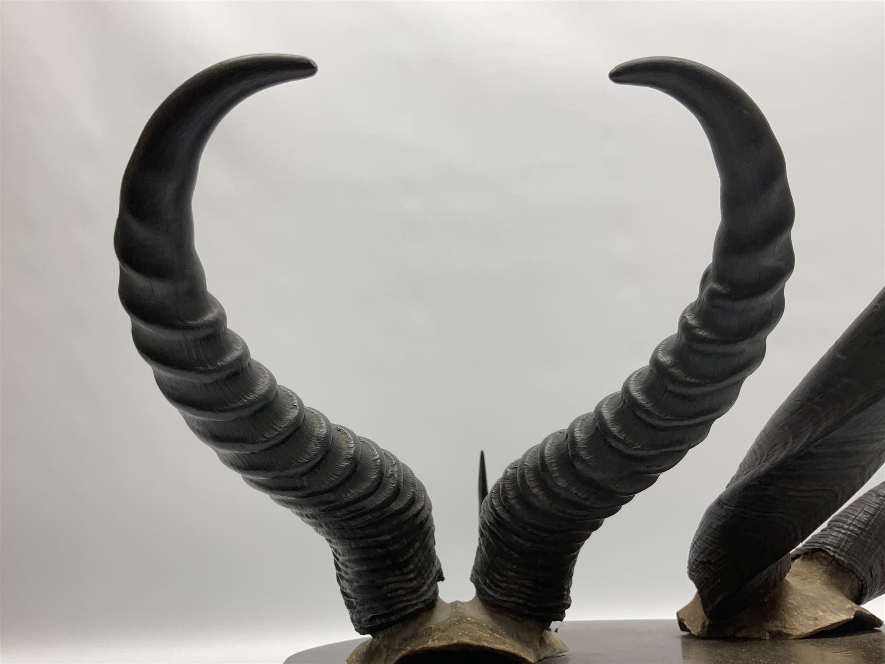 Antlers/horns; Bushbuck (Tragelaphus sylvaticus),  Duiker Buck (Sylvicapra grimmia) and Springbok (Antidorcas marsupialis), three pairs of adult antlers upon an oak shield, shield H38cm 