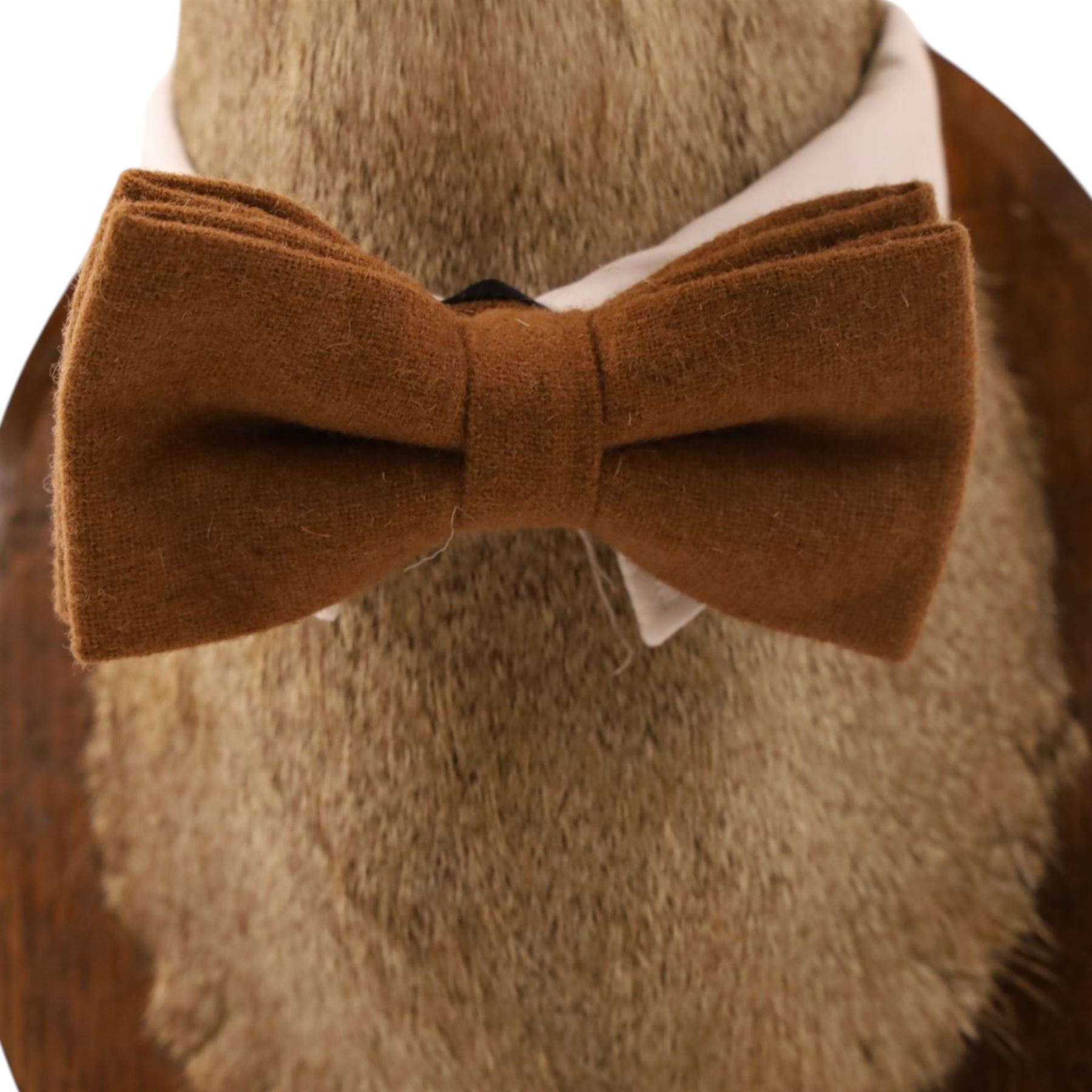 Anthropomorphic Taxidermy - Roe Deer (Capreolus capreolus), smartly dressed in spectacles and bowtie, mounted on wooden shield, H50cm