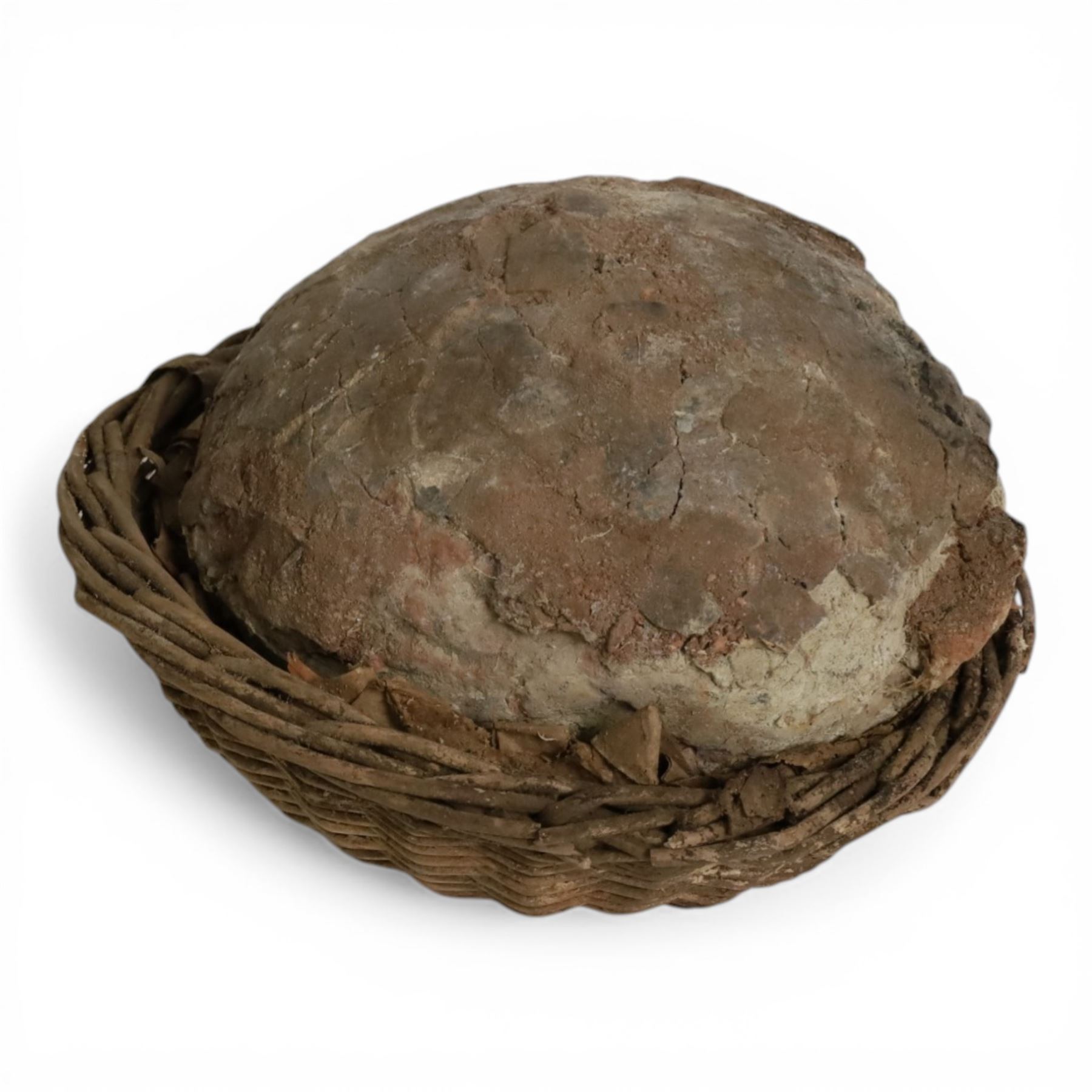 Dendroolithus sp (Hadrosaur) dinosaur egg age; Cretaceous period, location Gobi desert, Mongolia, L20cm