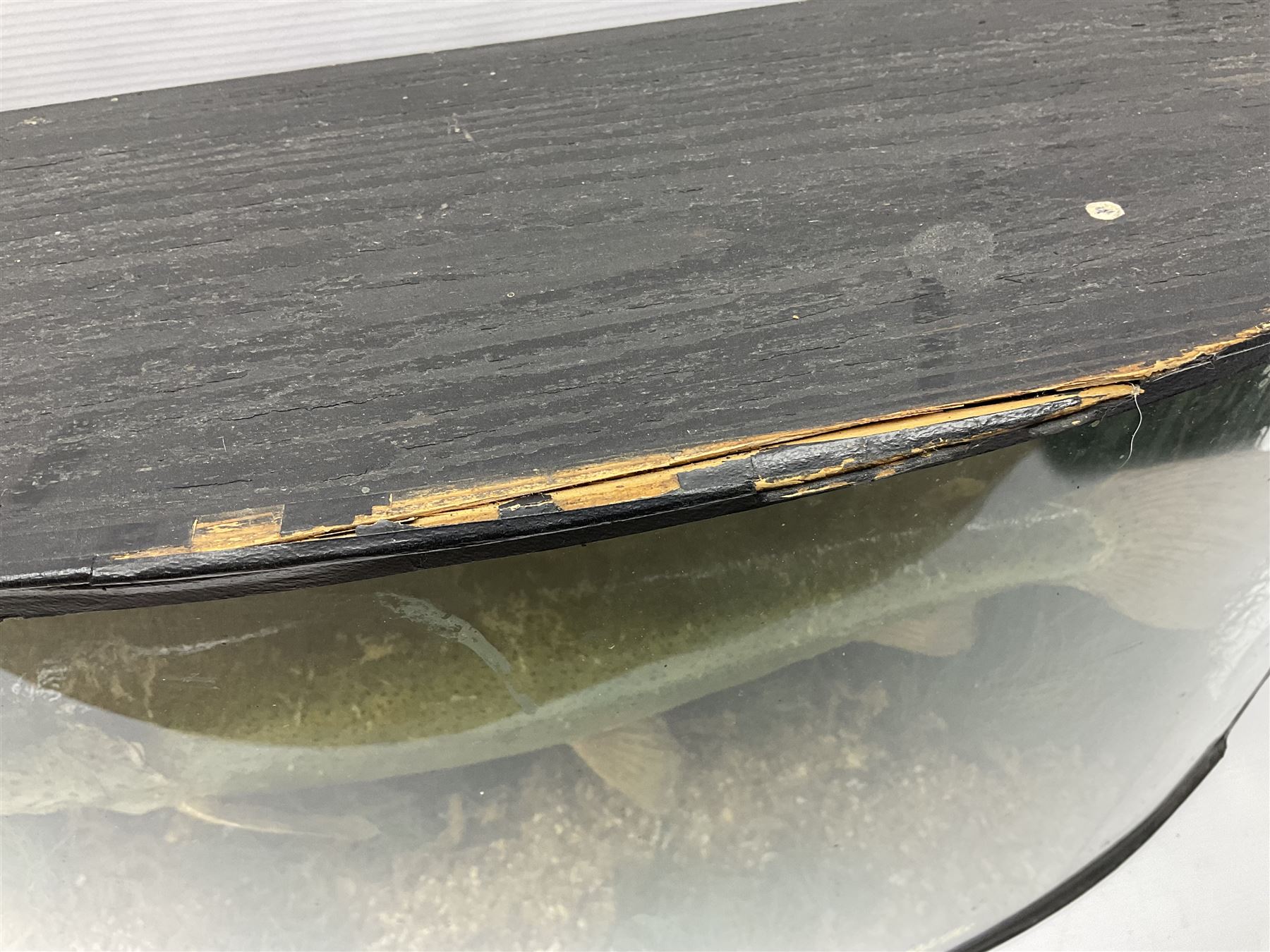 Taxidermy: Brown trout (Salmo trutta), skin mount set above a pebbled river bed with reeds and ferns, against blue painted back drop, enclosed within an ebonised bow-front display case, with 'Costa Beck May 27th 1911, Weight 2 1/2lbs', inscribed to the glass, H34cm, L58cm 