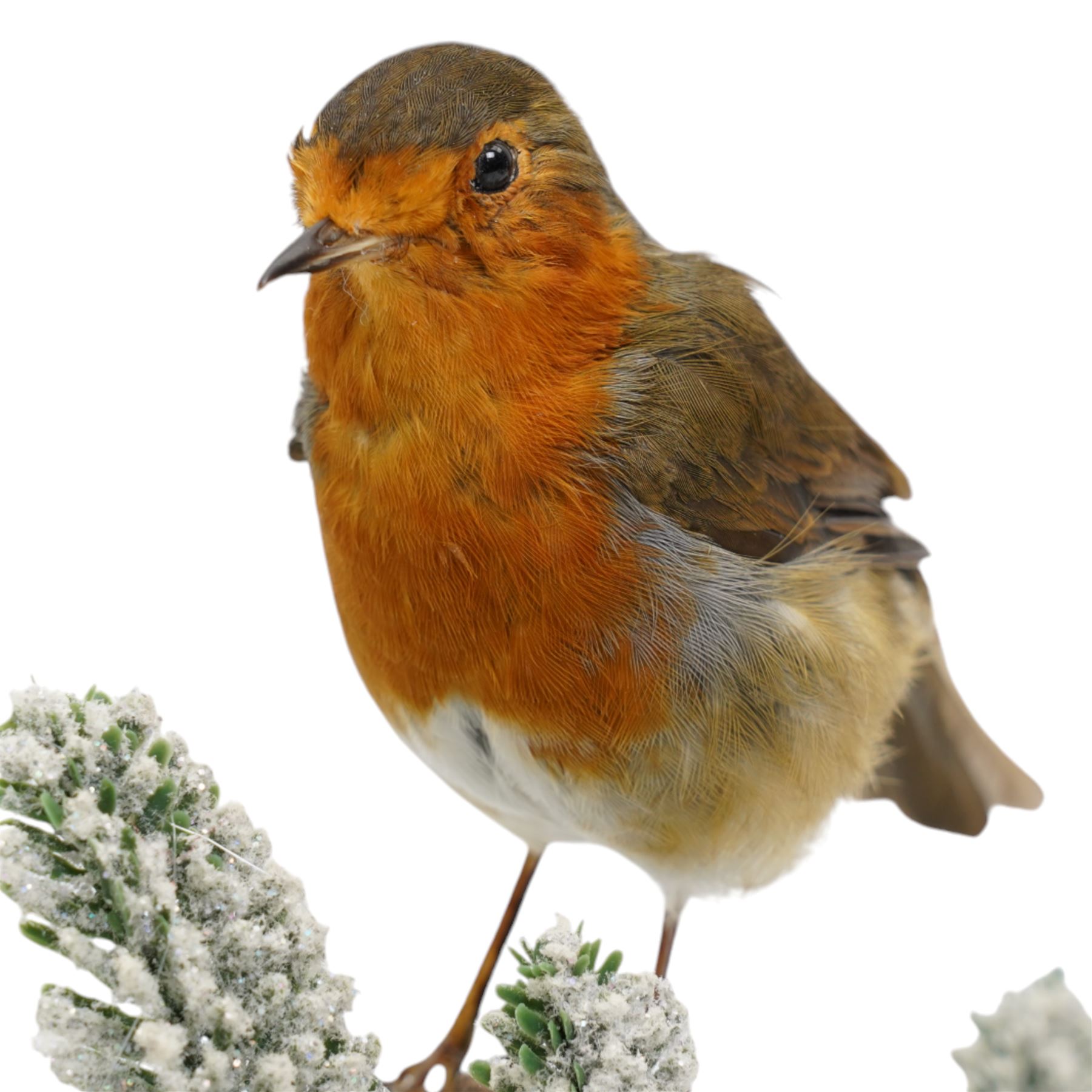 Taxidermy: European Robin (Erithacus Rubecula), full adult mount upon a branch in a naturalistic winter setting by Roger Whapshott Taxidermy, enclosed within a glass dome H30cm 