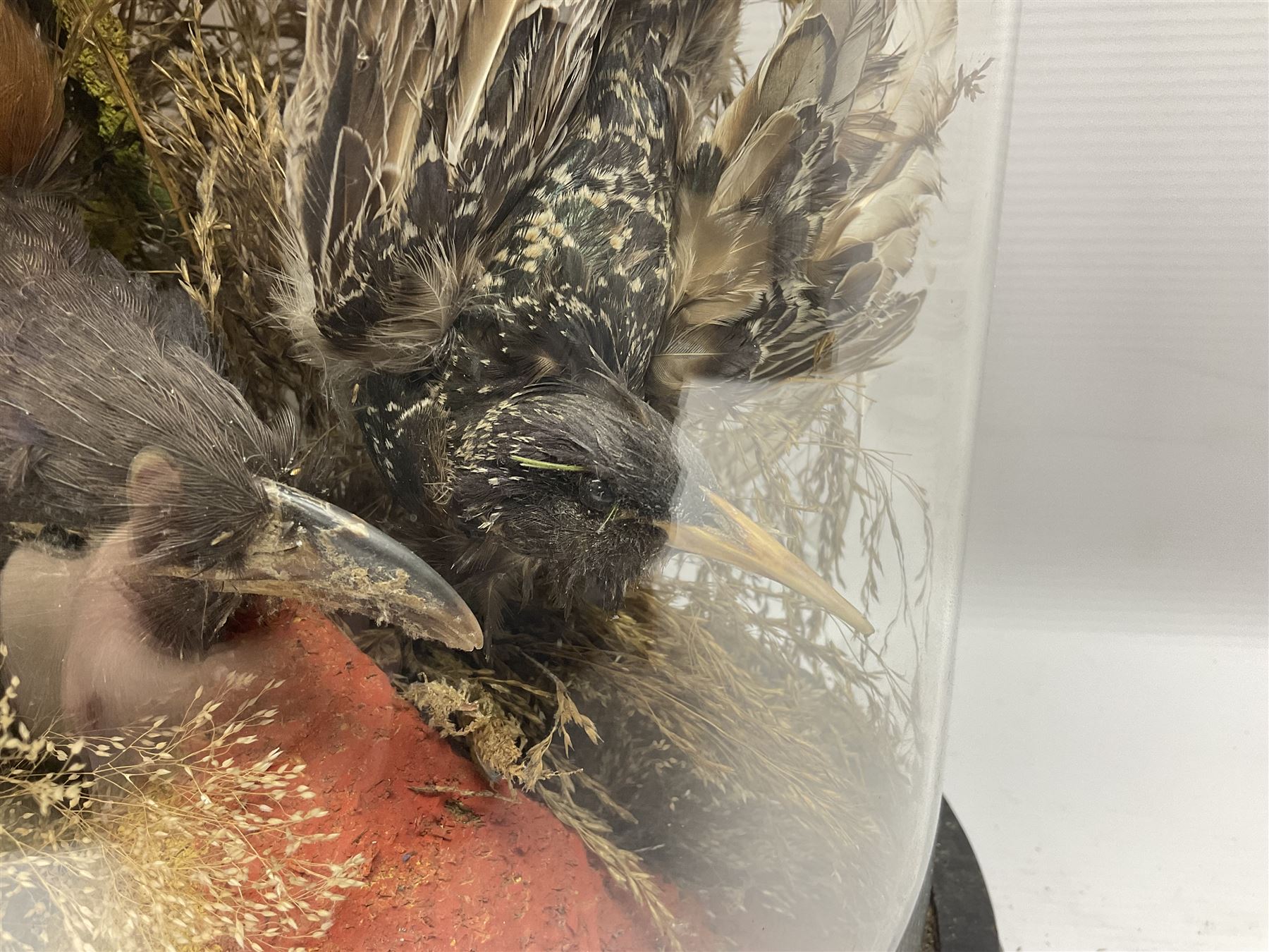Taxidermy; large Victorian domed taxidermy diorama study of birds, with seventeen specimens including Ring Necked Parakeet, Blue Winged Warbler and Blackbird, the glass dome upon an ebonised wooden base, H77cm, W44cm