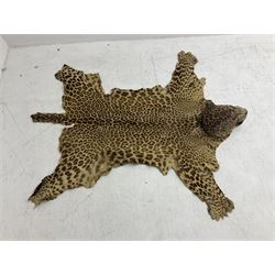 Taxidermy: Early 20th century Indian leopard (Panthera pardus fusca), adult skin rug with head mount, mouth agape, with limbs outstretched, nose to tail L156cm